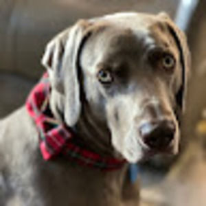 Meet your Posher, Patty